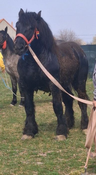 Vând manz Negru corb