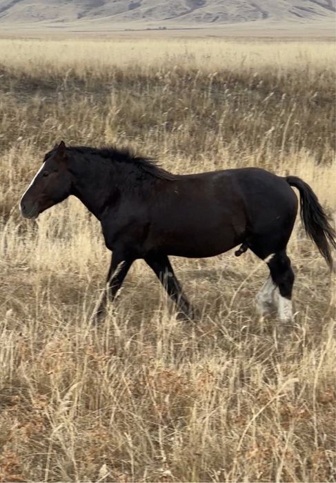 Жеребец полутяж 4 года