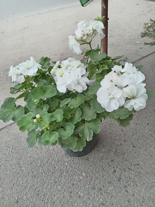 Продам домашние цветы Герань