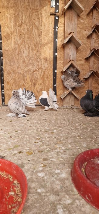 Porumbei votați indieni de vânzare 100lei bucata  tratați și vaccinați