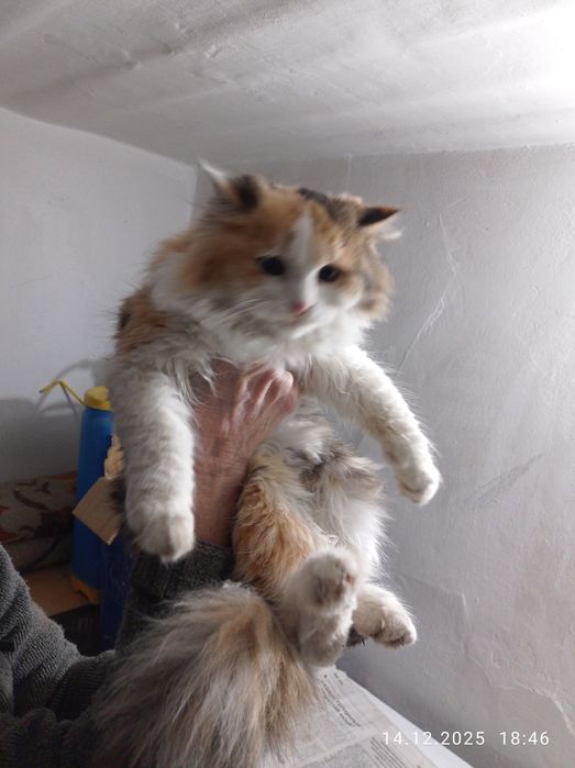 Домашние котята.