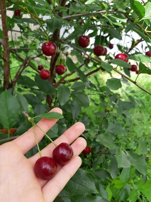 Шие/ Вишня. Смародина/Қарақат