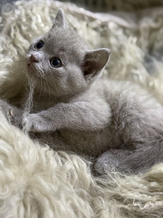 Продаются.  Котята.