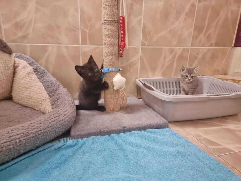 Котята  скоттиш страйт и фолд.