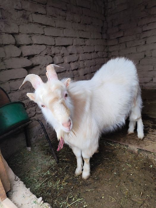 Пародистый теке сатамын