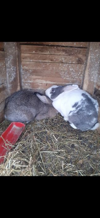 Vând iepuri de rasa