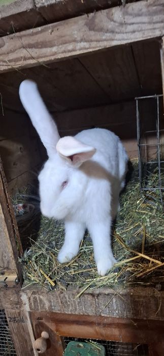 Iepuroni alb, mare de vânzate