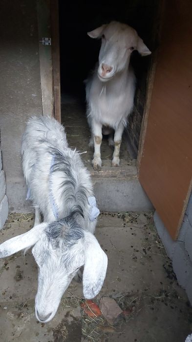 Продаю мрлоко козье