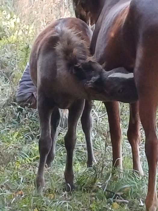 Продам лошод жабағы сатылады