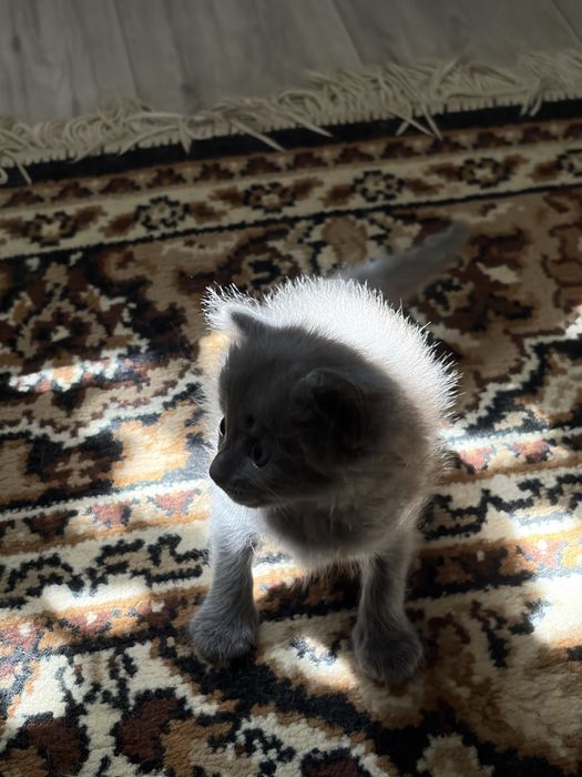 отдам котят в добрые руки