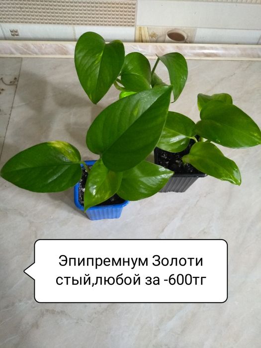 Продам комнатные цветы
