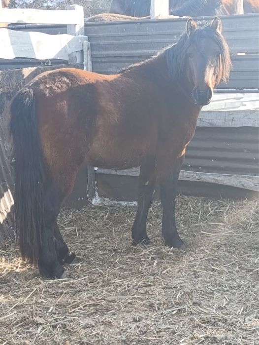 Мұғалжар тұқымды жылқы