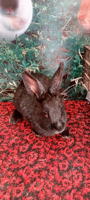 Кролики Полтавской серебро