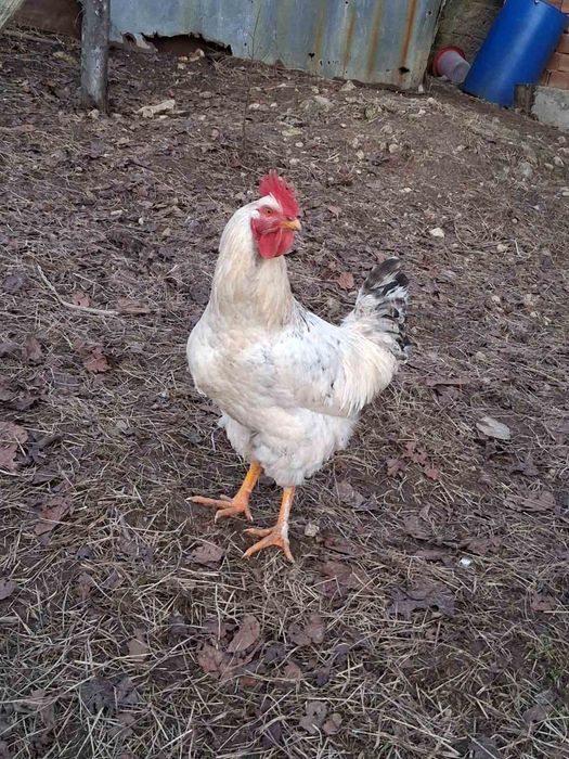Продават се петли.
