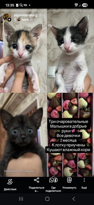 Отдам котят в добрые руки, девочки два месяца,кушают сами, лоток знают