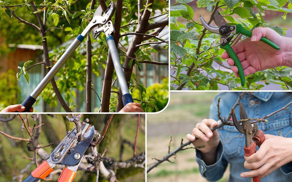 Садовник Богбон Спил деревьев, веток. Дарахт куриган шохларни кесиш.