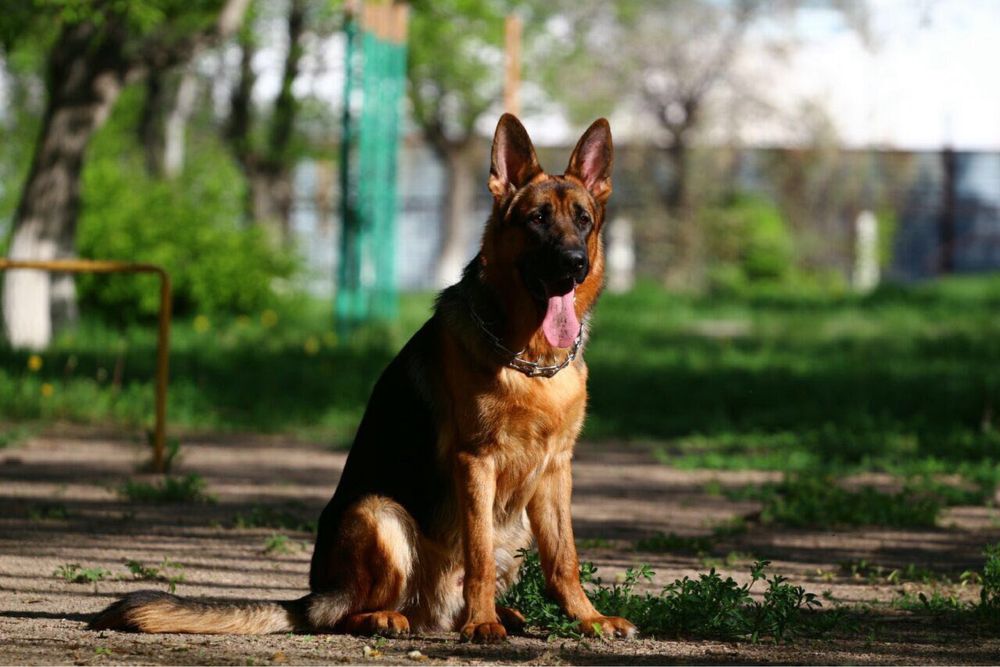 Щенки немецкой овчарки