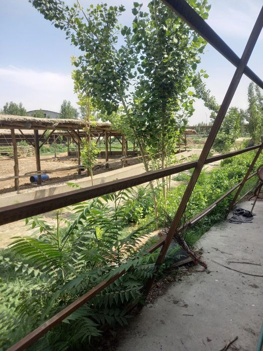 Tayyor molhona sotiladi