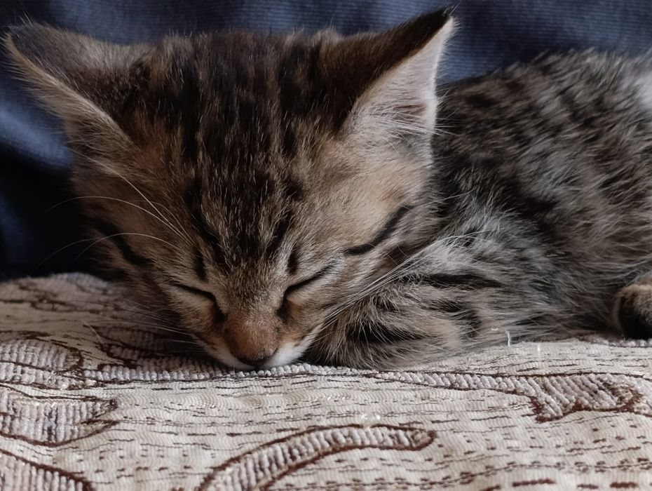 Котёнок в ласковые,добрые руки