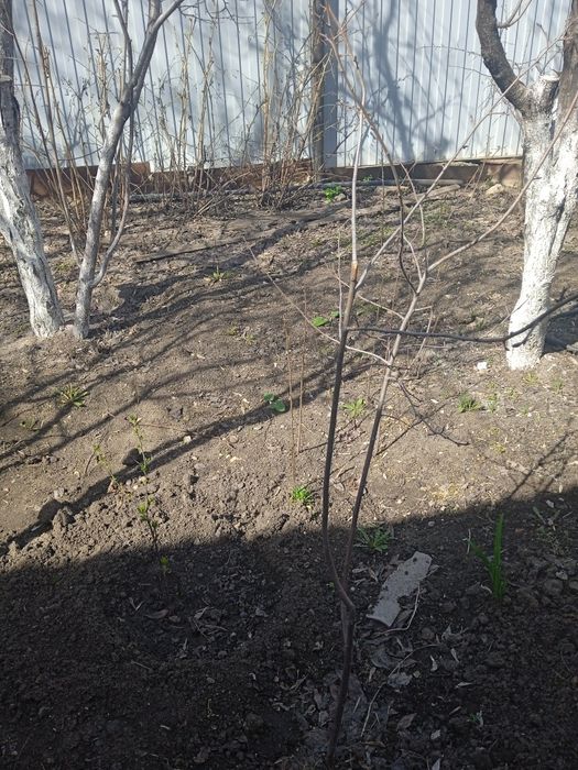 Продам Вишню сливу