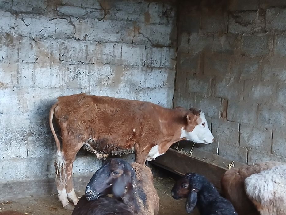 Продам бычка возраст 1 год