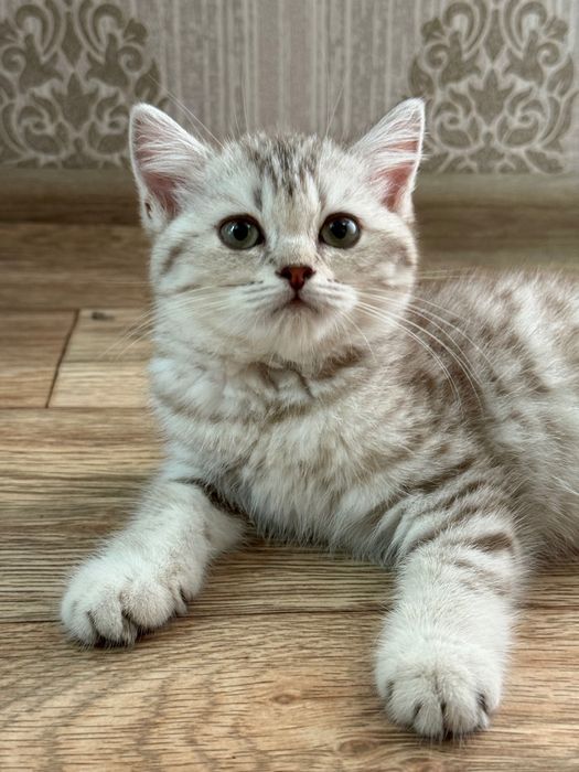 Продается британский котенок