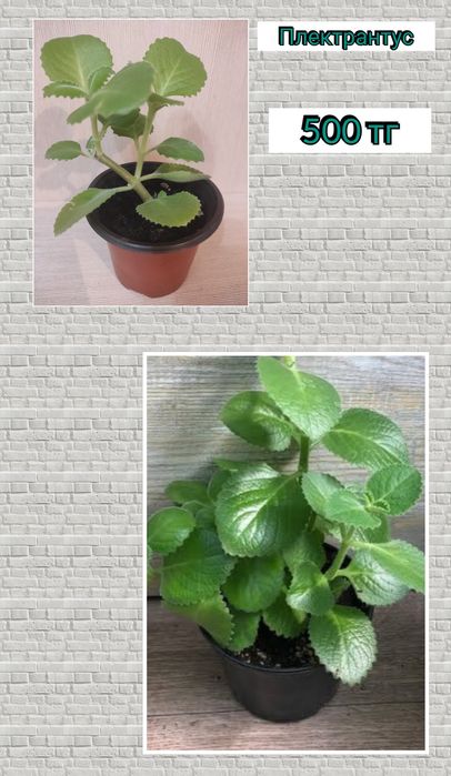 Комнатные растения цветы