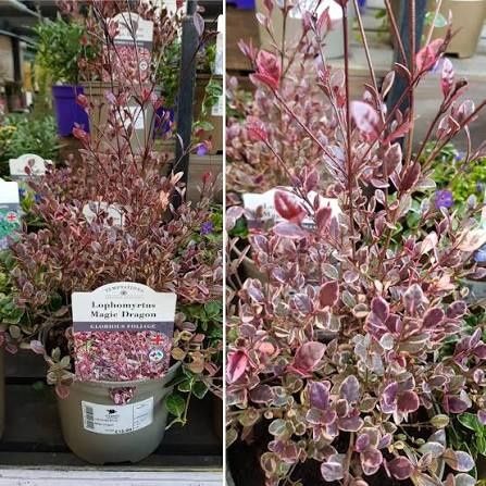 Магически Дракон