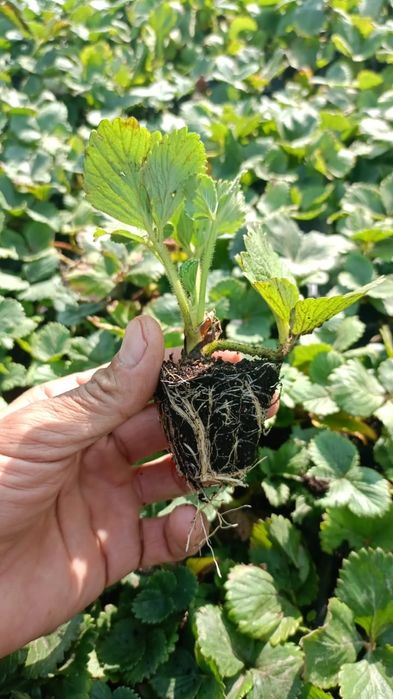 Рассада Клубники для Теплицы!