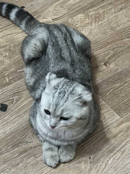 Шотландский вислоухиий