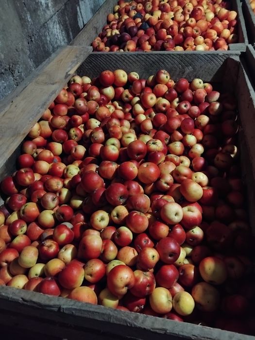 Mere de vânzare calitatea intai