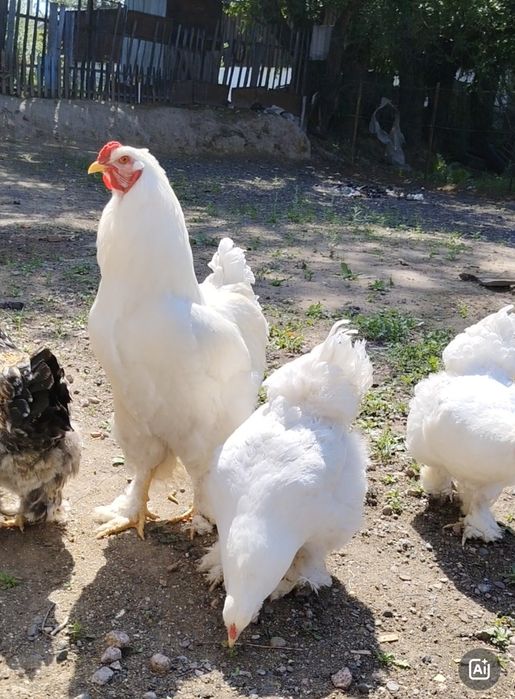 Продам Брамы Чисто Белых.