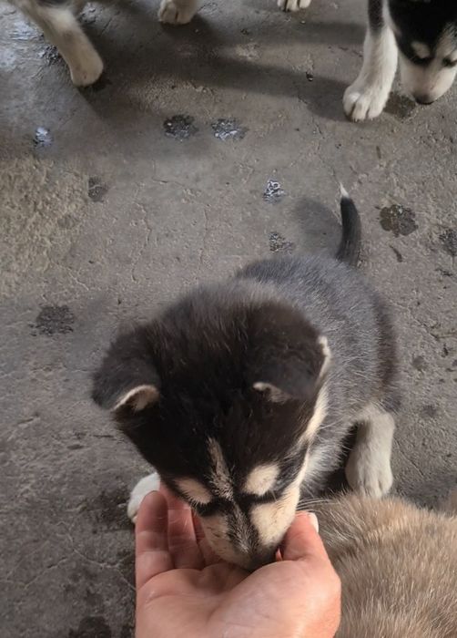 Pui husky siberian , vaccinați, deparazitati, carnet de sănătate