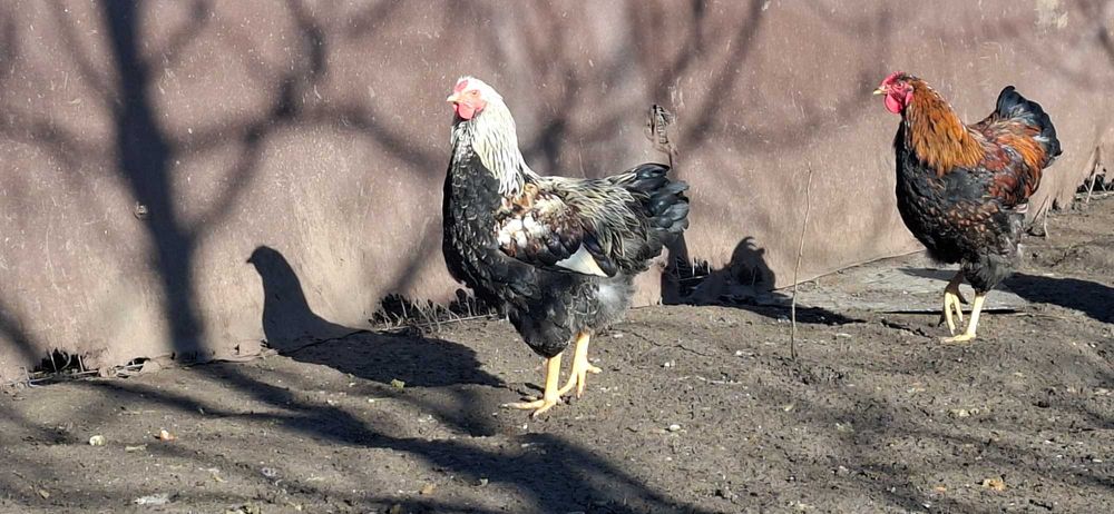 Disponibil cocosi Wyandotte,Australorp,Italiene.