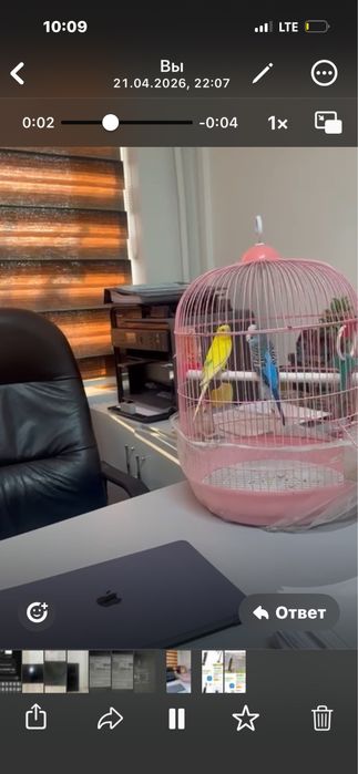 Попугай птица құстар сатылады