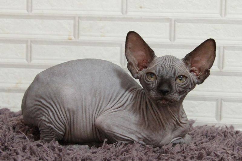 Котята канадского сфинкса