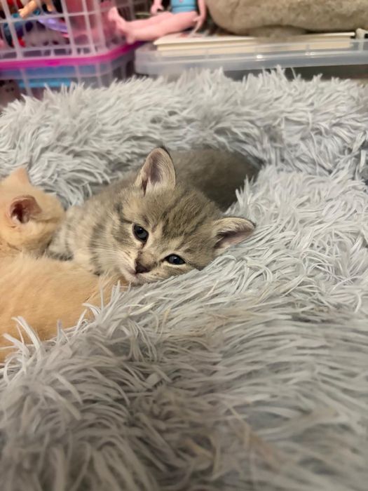 Продам котят скоттиш страйт