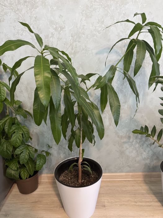 Растение манго с египта