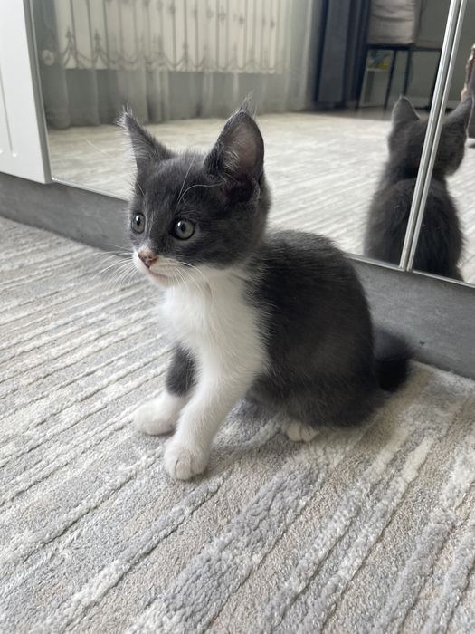 Котёнок,мальчик/ смесь мейн-кун