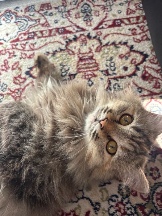 отдам кошку в хорошие руки