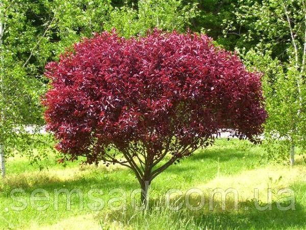 Слива писсарди оптом