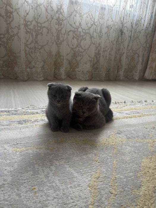 Продам британскую девочку