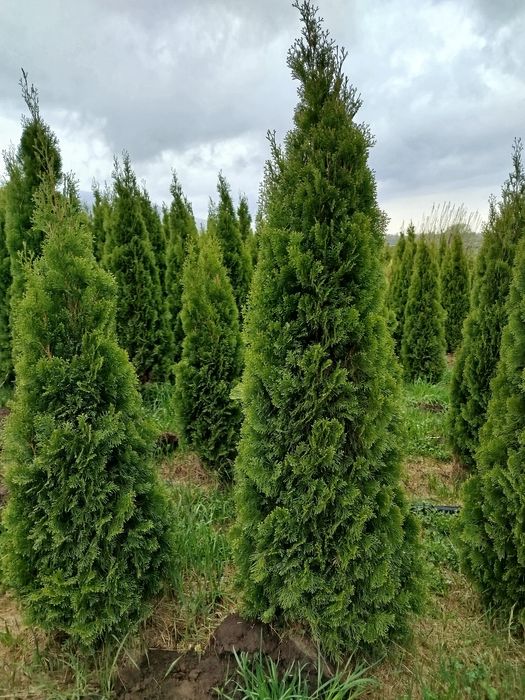 Продам туй смарагд хорошего качества