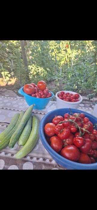 Vand rasaduri romanesti de rosii Rila si castraveti Cornichon