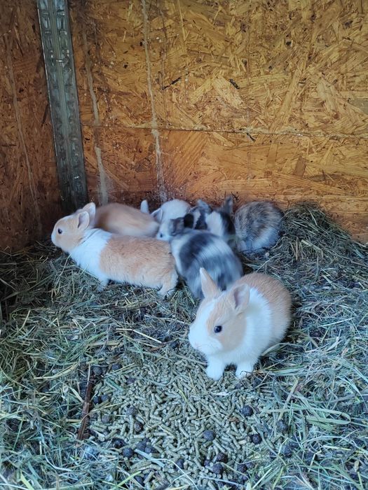 Vând iepuri cap de leu