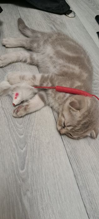 Продам  шотландского котенка