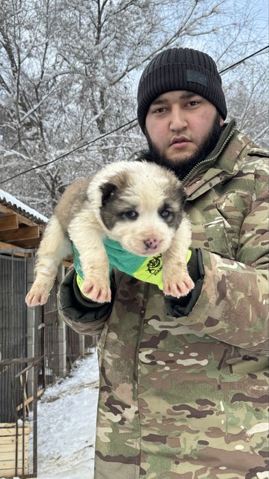 Продам Алабая щенка срочно!