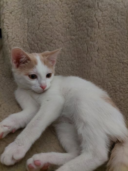 Котенок , девочка , отдаем