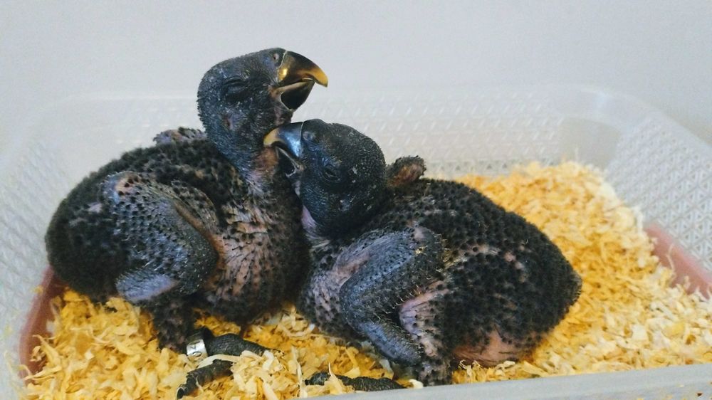 Папагали Еклектус