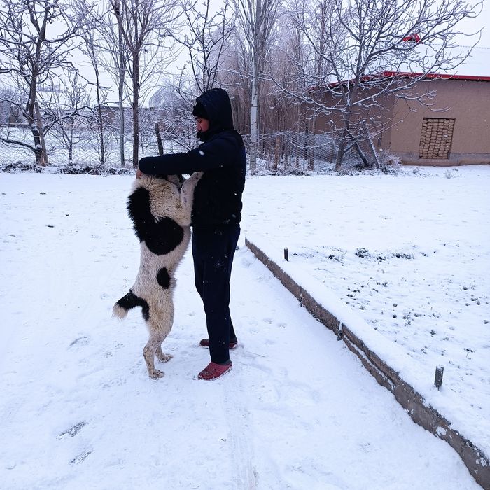 Bir yarim yosh. Kfrkjwwlrkfkslskdkkw